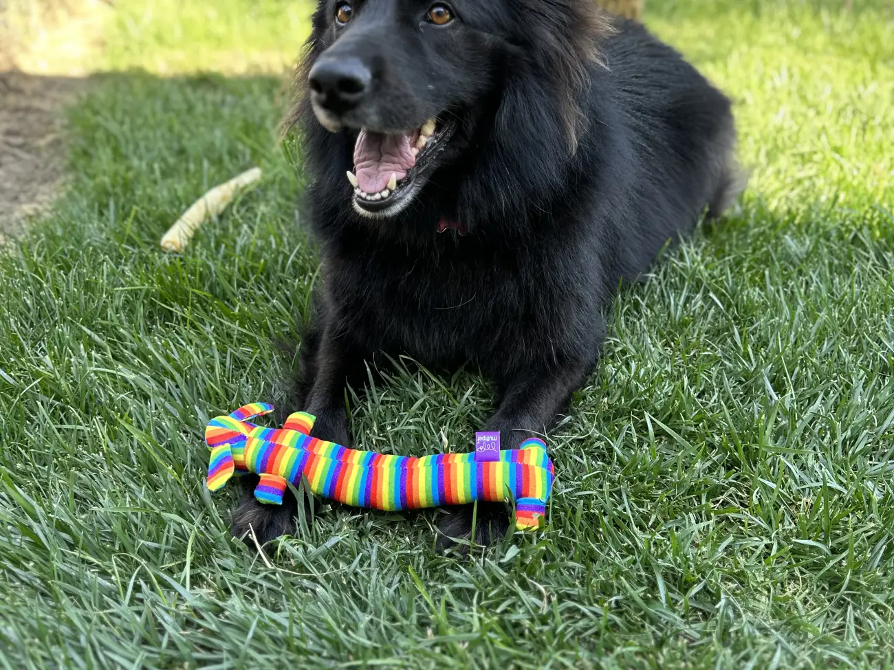 Carmela, a black dog, lying in the grass in the backyard with a rainbow toy